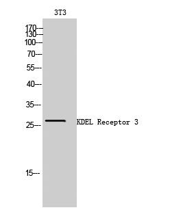1 - KDEL Receptor 3 Polyclonal Antibody AP70646
