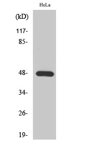 1 - KIR2.1 Polyclonal Antibody AP70656