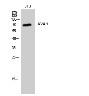 1 - KV4.1 Polyclonal Antibody AP70696