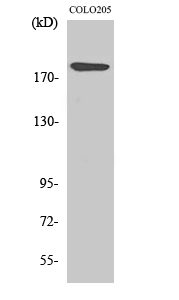 1 - Laminin α-4 Polyclonal Antibody AP70709