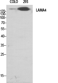 1 - Laminin α-4 Polyclonal Antibody AP70709