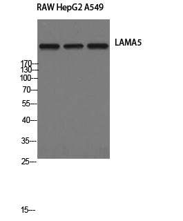 1 - Laminin α-5 Polyclonal Antibody AP70710