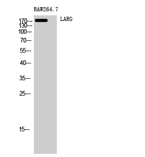 1 - LARG Polyclonal Antibody AP70718