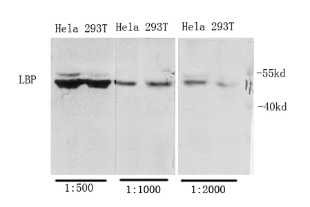 1 - LBP Polyclonal Antibody AP70727