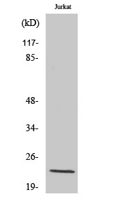 1 - LDLRAD1 Polyclonal Antibody AP70732