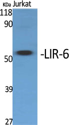 1 - LIR-6 Polyclonal Antibody AP70752