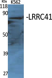 1 - LRRC41 Polyclonal Antibody AP70776
