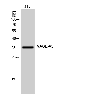 1 - MAGE-A5 Polyclonal Antibody AP70808