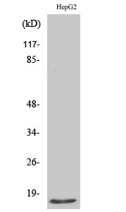 1 - Mammaglobin B Polyclonal Antibody AP70815