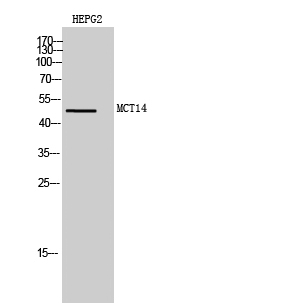 1 - MCT14 Polyclonal Antibody AP70867