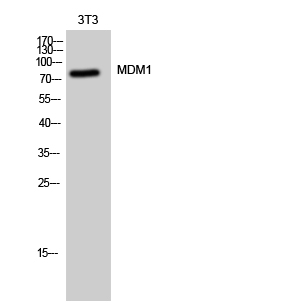 1 - MDM1 Polyclonal Antibody AP70872