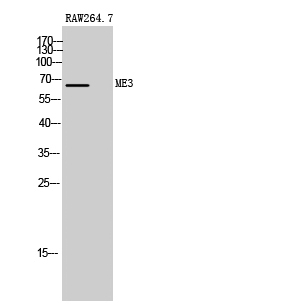 1 - ME3 Polyclonal Antibody AP70878