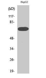 1 - MEK Kinase-3 Polyclonal Antibody AP70891