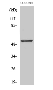 1 - Melanopsin Polyclonal Antibody AP70912
