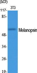 1 - Melanopsin Polyclonal Antibody AP70912