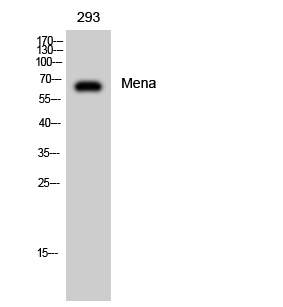 1 - Mena Polyclonal Antibody AP70914