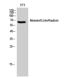 1 - Moesin/Ezrin/Radixin Polyclonal Antibody AP70996