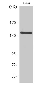 1 - MOV10L1 Polyclonal Antibody AP71002