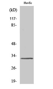 1 - MRGG Polyclonal Antibody AP71017