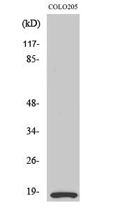 1 - MRLC2 Polyclonal Antibody AP71022