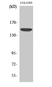 1 - MRP7 Polyclonal Antibody AP71025