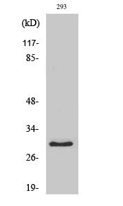 1 - MRP-L10 Polyclonal Antibody AP71026
