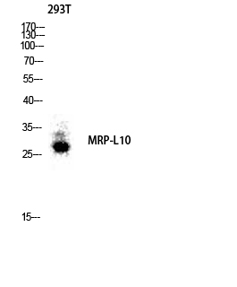 1 - MRP-L10 Polyclonal Antibody AP71026