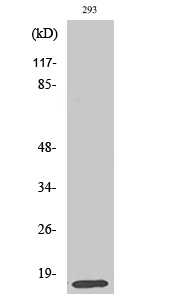 1 - MRP-L14 Polyclonal Antibody AP71030