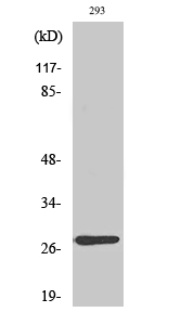 1 - MRP-L16 Polyclonal Antibody AP71032