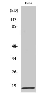 1 - MRP-L20 Polyclonal Antibody AP71035