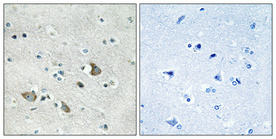 1 - MRP-L32 Polyclonal Antibody AP71040