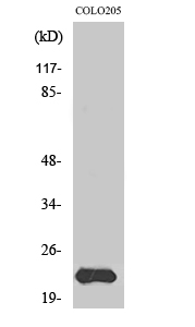 1 - MRP-L40 Polyclonal Antibody AP71045