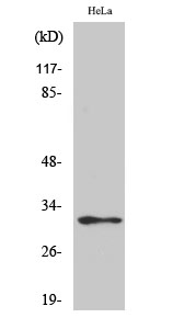 1 - MRP-L46 Polyclonal Antibody AP71048