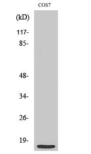 1 - MRP-S21 Polyclonal Antibody AP71063