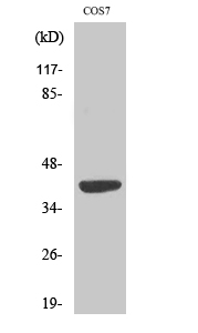 1 - MRP-S22 Polyclonal Antibody AP71064