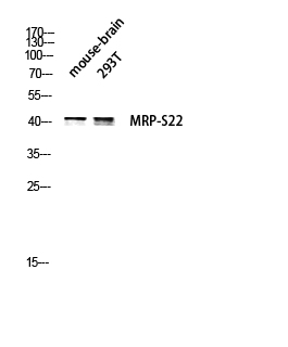 1 - MRP-S22 Polyclonal Antibody AP71064