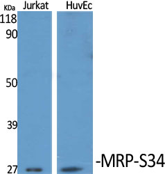 1 - MRP-S34 Polyclonal Antibody AP71071