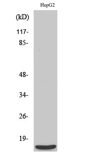 1 - MRP-S36 Polyclonal Antibody AP71073