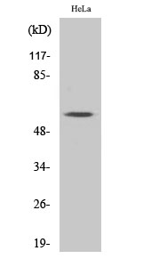 1 - MYH Polyclonal Antibody AP71115
