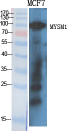 1 - MYSM1 Polyclonal Antibody AP71140