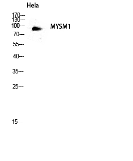 1 - MYSM1 Polyclonal Antibody AP71140