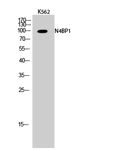 1 - N4BP1 Polyclonal Antibody AP71145