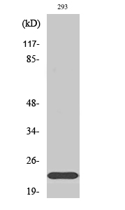 1 - Na+ CP type IIβ Polyclonal Antibody AP71148