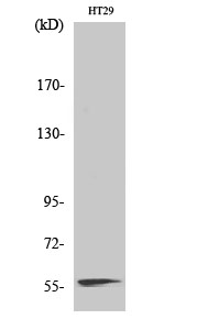 1 - NAB2 Polyclonal Antibody AP71158