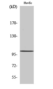 1 - NARG1 Polyclonal Antibody AP71164