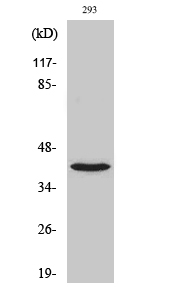 1 - NBPF1/9/10/12/14/15/16/20 Polyclonal Antibody AP71167