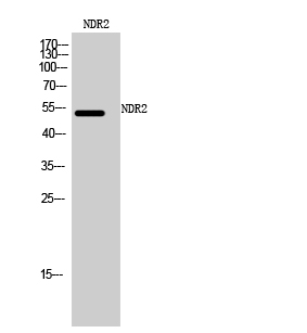 1 - NDR2 Polyclonal Antibody AP71186