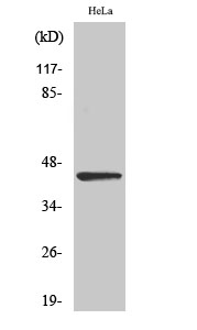 1 - NEIL1 Polyclonal Antibody AP71213