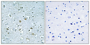 1 - Neuralized-1 Polyclonal Antibody AP71235