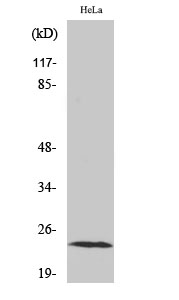 1 - Neurensin-1 Polyclonal Antibody AP71238
